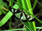 Glyphodes bicolor